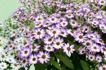 Fototapeta premium Beautiful of spring Cineraria stellata Maritima flowers (Senecio stellata) with green leaves under sunlight in the garden on blurred natural background at spring or summer season. Nature concept.