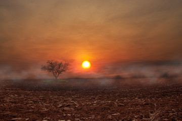 Atmospheric scene from one tree in an earthen field whit the sunset and the fog