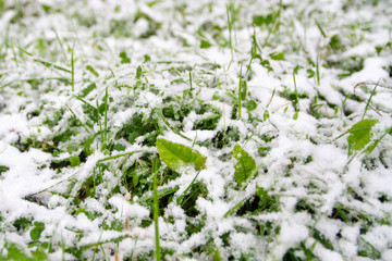 The first snow on the green grass in autumn. Cold snap in October. Frost, frost, ice on the ground.