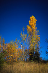 Fototapeta na wymiar beautiful autumn colorful trees in the field