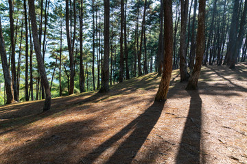 Pine forest with sunlight and shadows at sunset