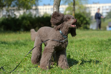 brown royal poodle in summer