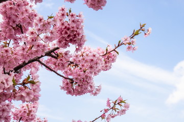 Cherry branch blossoms , Kawazu-cherry blossoms ,Shikoku,Japan
