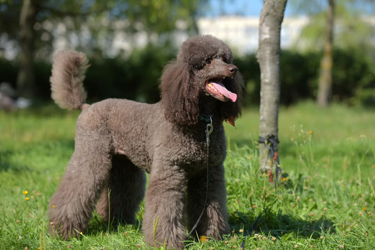 Chocolate Poodle Images Browse 83
