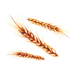 Watercolor ears of wheat. Hand painted illustration isolated on white background