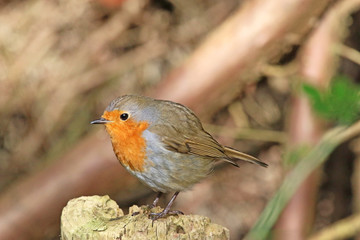 robin perched on a rock