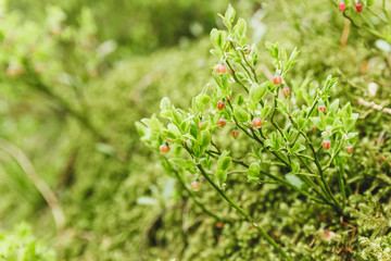 Nice details of the forest. Black Forest, Germany Schwarzwald. Blueberries
