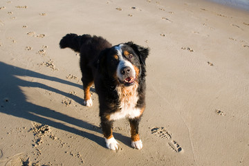 Berner Sennenhund am Strand
