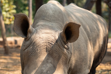 Obraz premium Rhinoceros