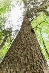 Nice detail of the Black Forest, Germany. Schwarzwald. Views of a big tree.