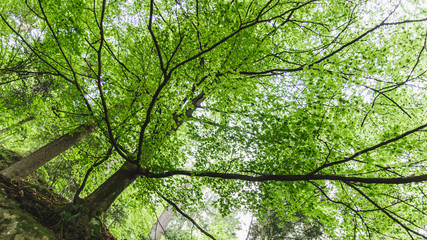 Nice landscape of a tree in the Black Forest forest, Germany.