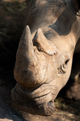 Fototapeta premium Rhinoceros