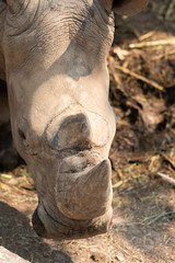 Fototapeta premium Rhinoceros