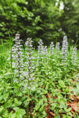 Nice detail of flowers in the Black Forest, Germany. Schwarzwald. Forest vegetation.