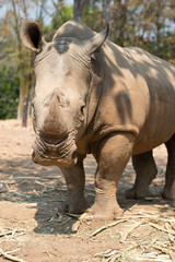 Fototapeta premium Rhinoceros