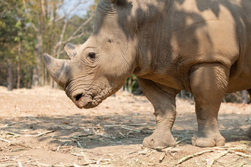 Obraz premium Rhinoceros