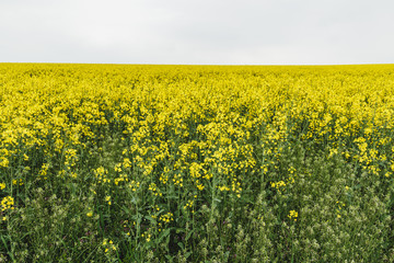 Nice landscape of the Rheinland-Pfalz area in Germany. Yellow meadows and plains.