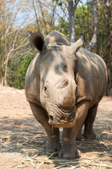 Fototapeta premium Rhinoceros