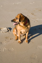 Kurzhaariger brauner Hund sitzt am Strand