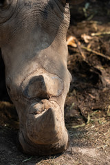 Obraz premium Rhinoceros