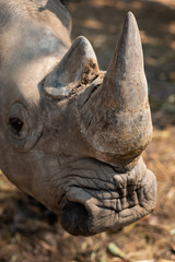 Fototapeta premium Rhinoceros