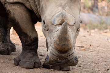Fototapeta premium Rhinoceros