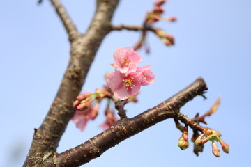 サクラ