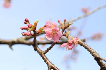 サクラ