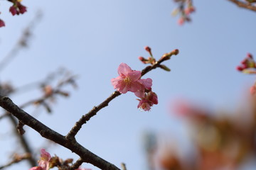 サクラ