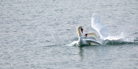 Schwäne bei der Paarung