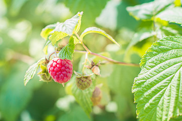 Ripe raspberry in the fruit garden. Raspberry bushes with ripe berries