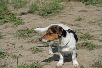 Russel Terrier