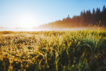Fantastic meadow in the morning light. Locations place Durmitor National park, Montenegro.