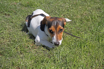 Russel Terrier