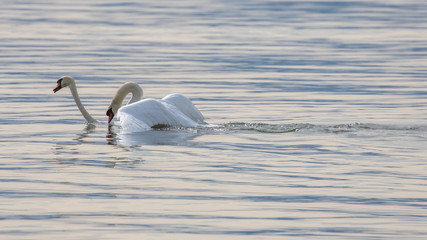 Schwäne bei der Paarung