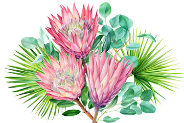 Plakaty  Akwarela protea kwiat, izolowana na białym tle. Ilustracja botaniczna. Ręcznie malowane akwarela.