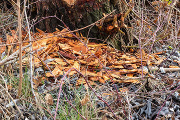 Des copeaux de bois en forêt