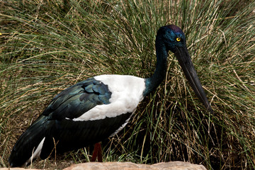 this is a side view of a black necked stork