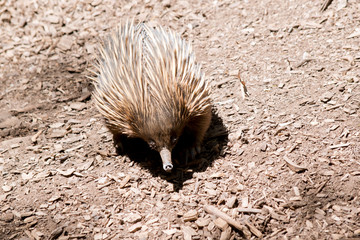 the quills on the short nosed echidna are his potection against preditors