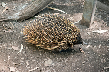 the quills on the short nosed echidna are his potection against preditors