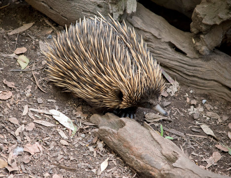the quills on the short nosed echidna are his potection against preditors