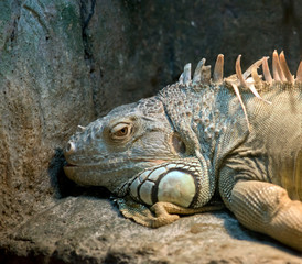 this is a side view of a green iguana