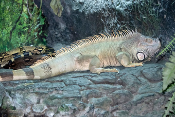 this is a side view of a green iguana