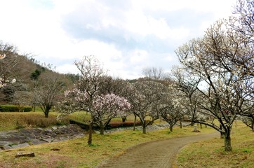 梅の花　道　風景　梅林　栃木県　梅林公園