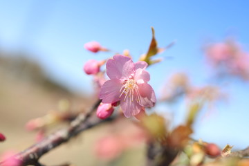 Obraz premium サクラ