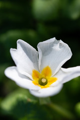 Common white primrose flower macro. Selective focus on petals edges and yellow orange flower...