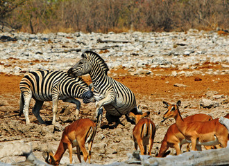 Obraz na płótnie Canvas Two Burchelll Zebra fighting on the dry rocky African savannah with a small herd of out of focus springbok in the foreground. Etosha National Park, Namibia