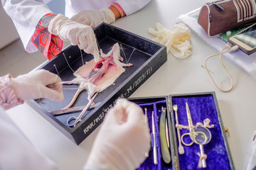 Malaysia - March 2, 2020: Surgeon perform vascular anastomosis on the rat lab. Students  tdo a practical session at university in Malaysia in laboratory rat. 
