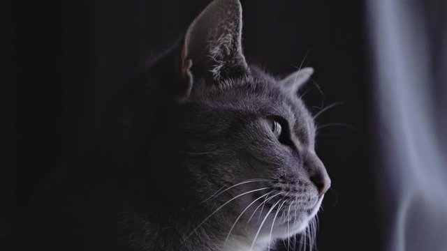 Cute grey cat looking out window and then turning to camera.