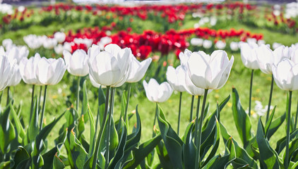White tulip flower bloom on background of blurry tulips flowers on tulips field.